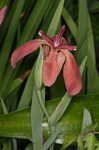 Copper iris